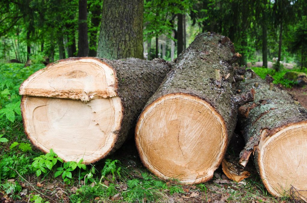 New Haven Tree Pros - Land Clearing 1 New Haven Tree Pros - Land Clearing