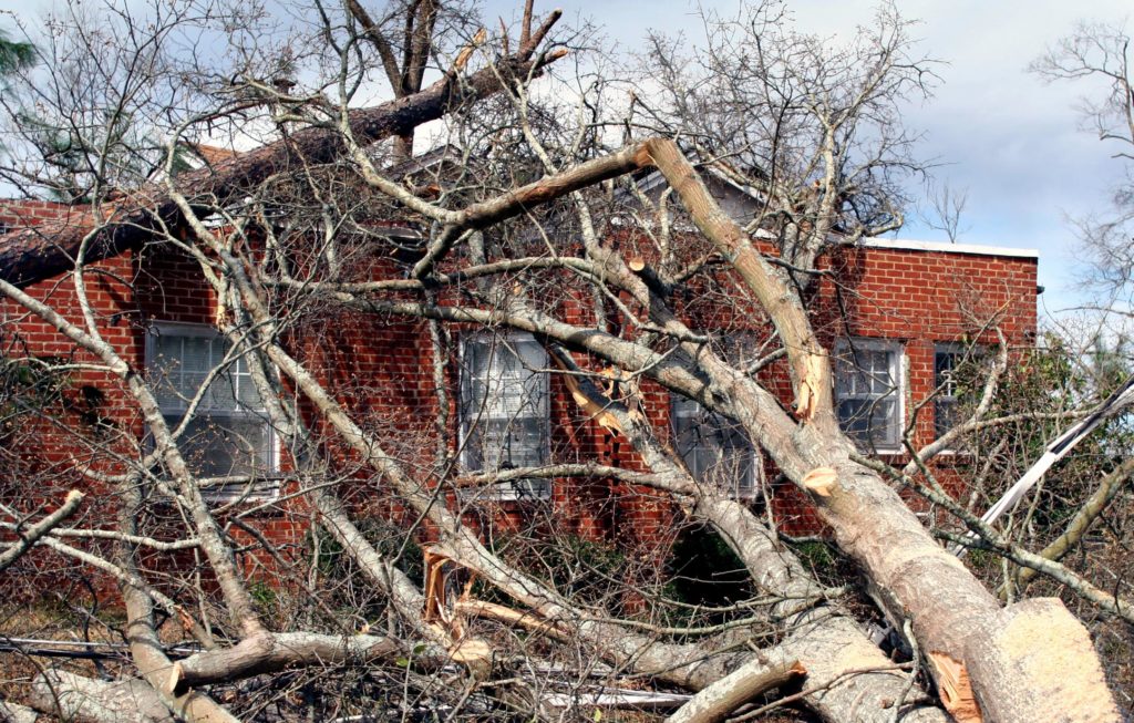 New Haven Tree Pros - Storm Clean Up