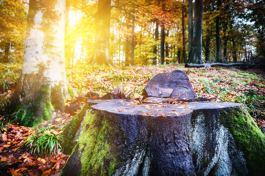 Landscape With Big Tree Stump