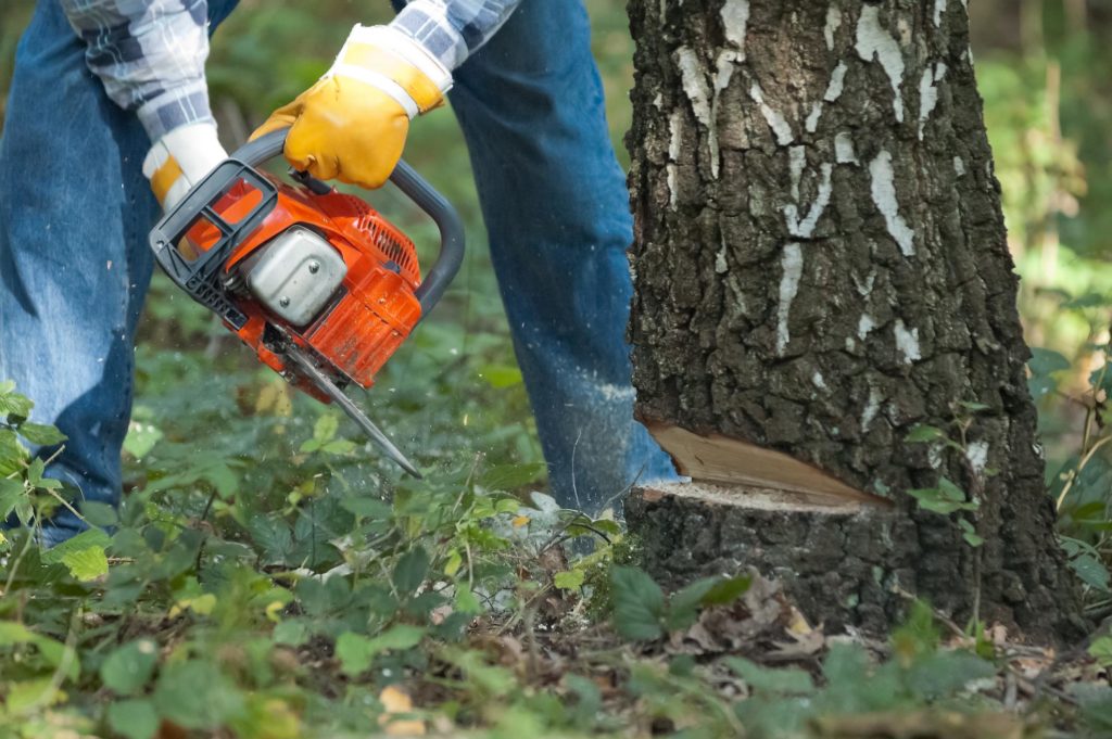 New Haven Tree Pros - Tree Removal