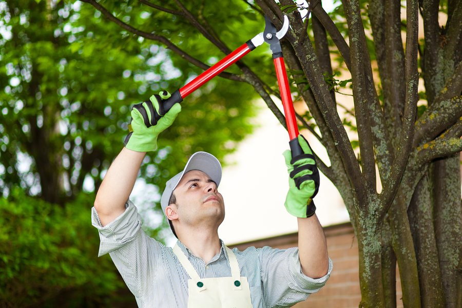 Professional gardener pruning a tree