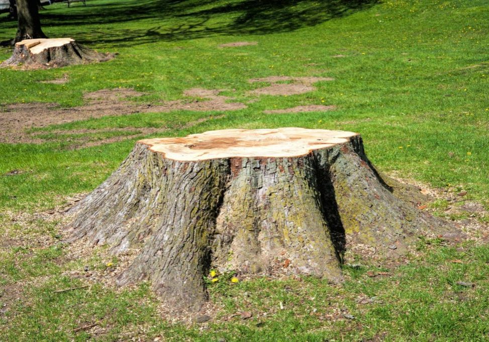 New Haven Tree Pros - Stump Grinding 2