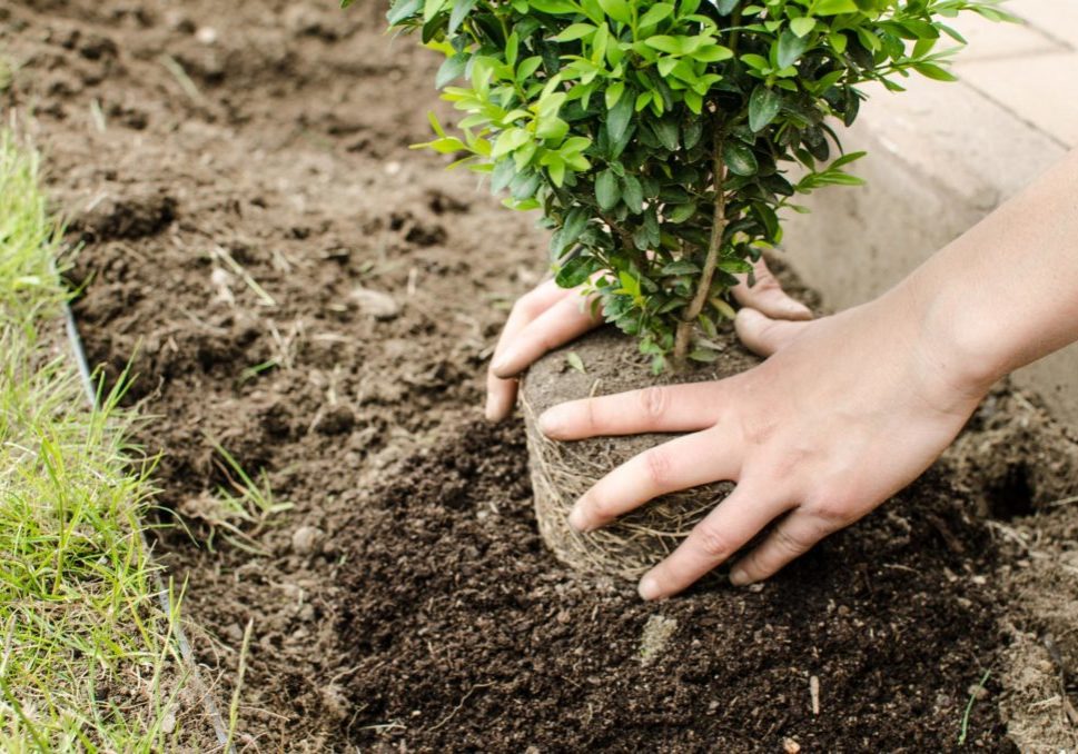 New Haven Tree Pros - Tree Planting and Transplanting