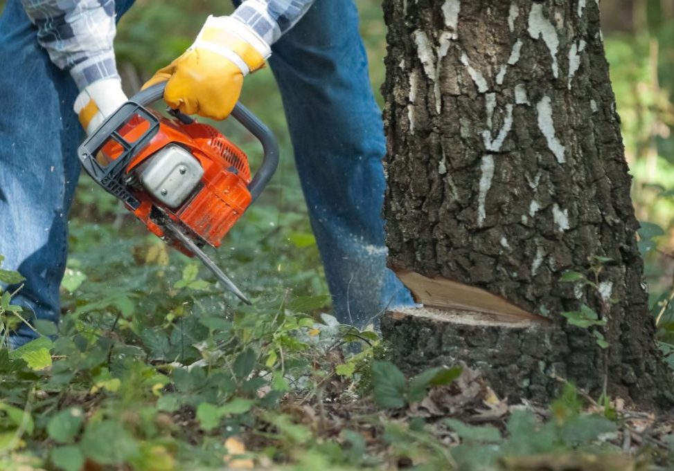 New Haven Tree Pros - Tree Removal