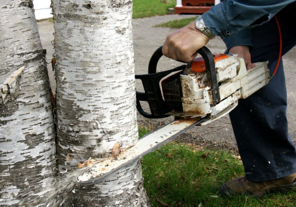 New Haven Tree Pros - Tree Removal 2