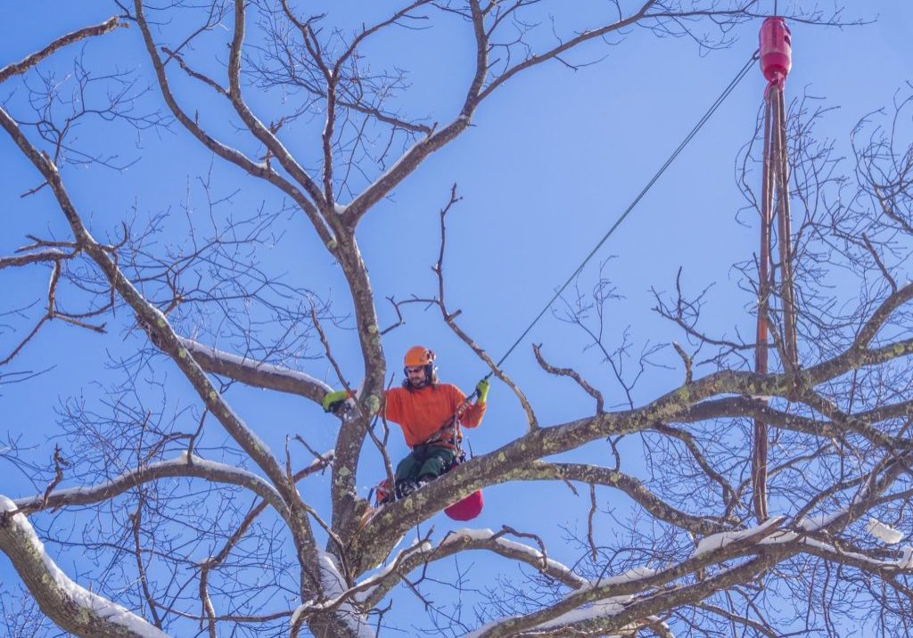 New Haven Tree Pros - Tree Trimming and Pruning 2